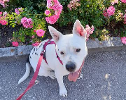 Fundtier Tier-ID 25014