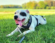 Fundtier Tier-ID 25569