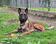 Fundtier Tier-ID 28590