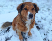 Fundtier Tier-ID 31892