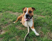 Fundtier Tier-ID 33220