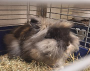 Fundtier Tier-ID 38966