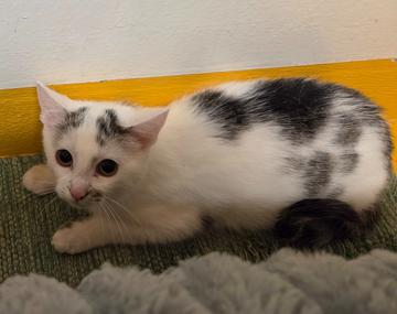 Europäische Hauskatze
