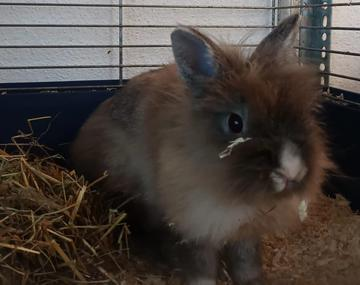 Kaninchen