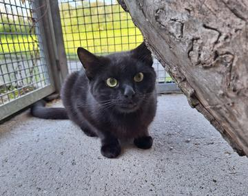 Europäische Hauskatze