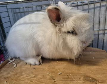 Kaninchen