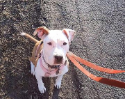 Fundtier Tier-ID 39190