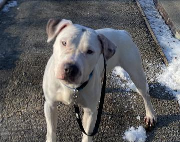 Fundtier Tier-ID 39191