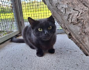 Fundtier Tier-ID 31605