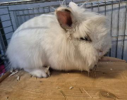 Fundtier Tier-ID 39438