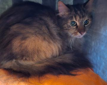 Maine Coon-Mischling