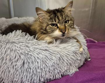 Langhaarkatze