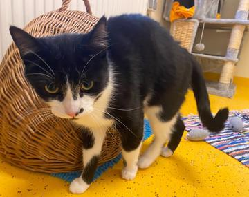 Europäische Hauskatze