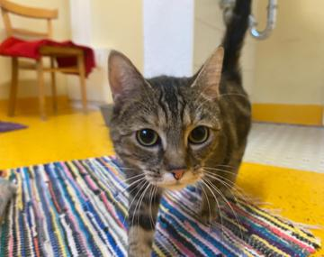 Europäische Hauskatze