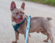 Fundtier Tier-ID 39781