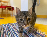 Fundtier Tier-ID 39752