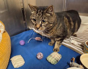 Fundtier Tier-ID 39753