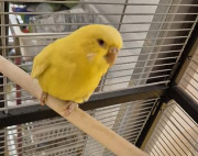 Fundtier Tier-ID 39572