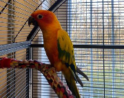 Fundtier Tier-ID 39709