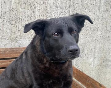 Schäferhund-Mischling