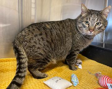 Europäische Hauskatze