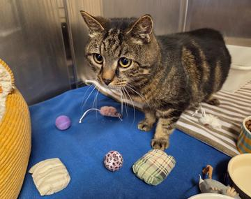 Europäische Hauskatze