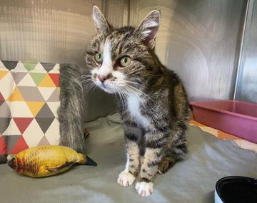 Europäische Hauskatze