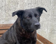 Fundtier Tier-ID 38328