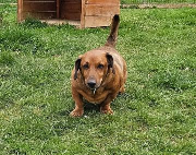 Fundtier Tier-ID 39831