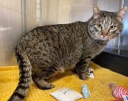 Fundtier Tier-ID 39555