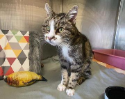 Fundtier Tier-ID 39882