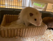 Fundtier Tier-ID 39731