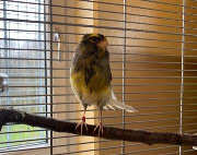 Fundtier Tier-ID 39750