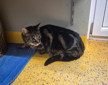 Europäische Hauskatze