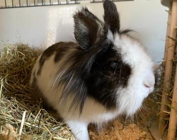 Kaninchen
