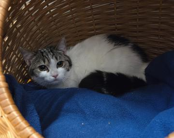 Europäische Hauskatze