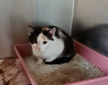 Europäische Hauskatze