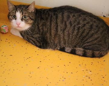 Europäische Hauskatze
