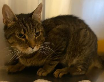 Europäische Hauskatze