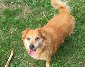 Golden Retriever-Mischling