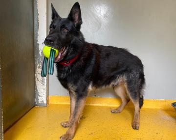 Schäferhund