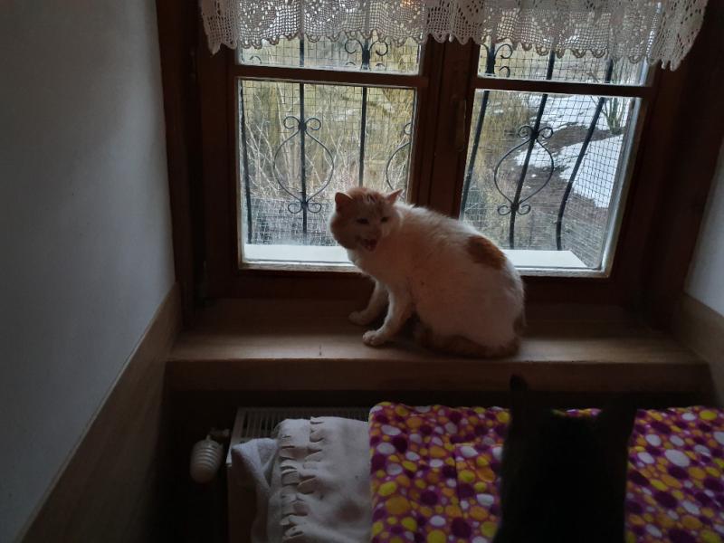 Europäische Hauskatze