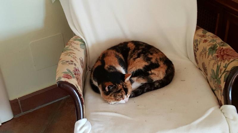 Europäische Hauskatze