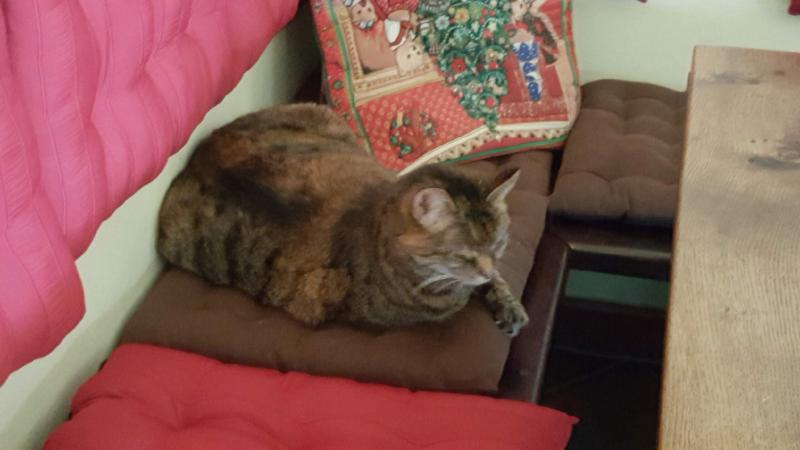Europäische Hauskatze