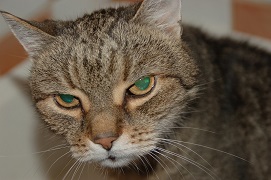 Europäische Hauskatze