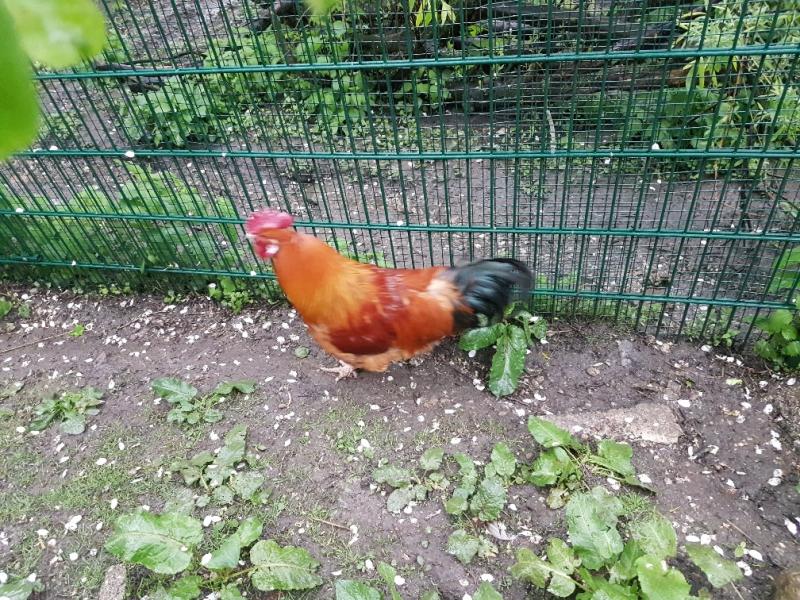 Geflügel