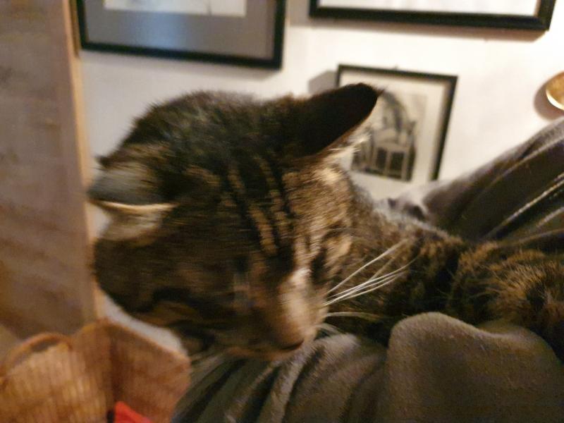 Europäische Hauskatze