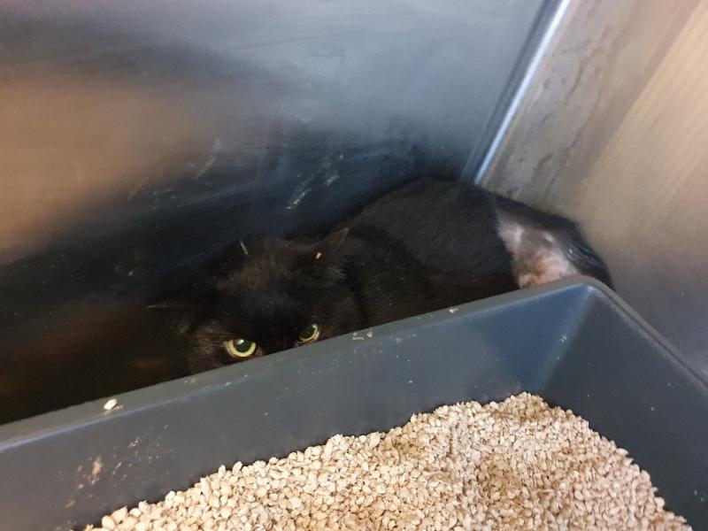 Europäische Hauskatze