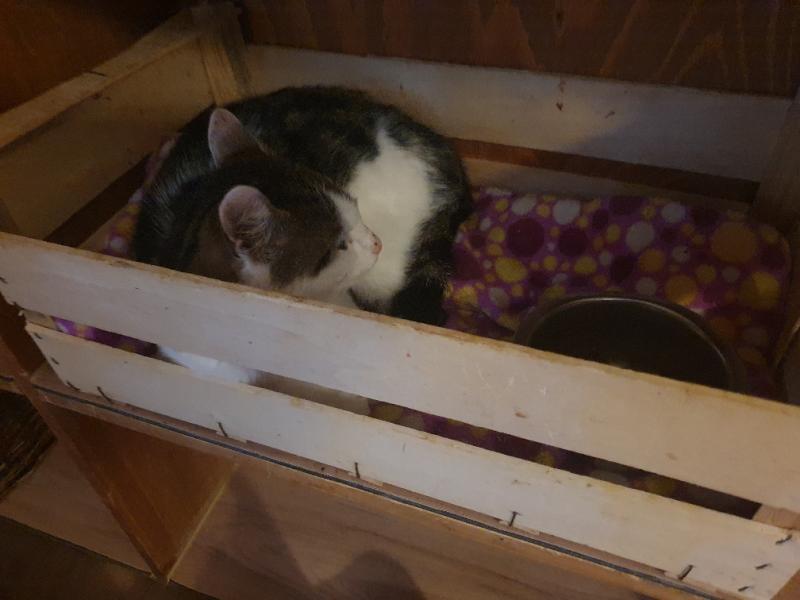 Europäische Hauskatze