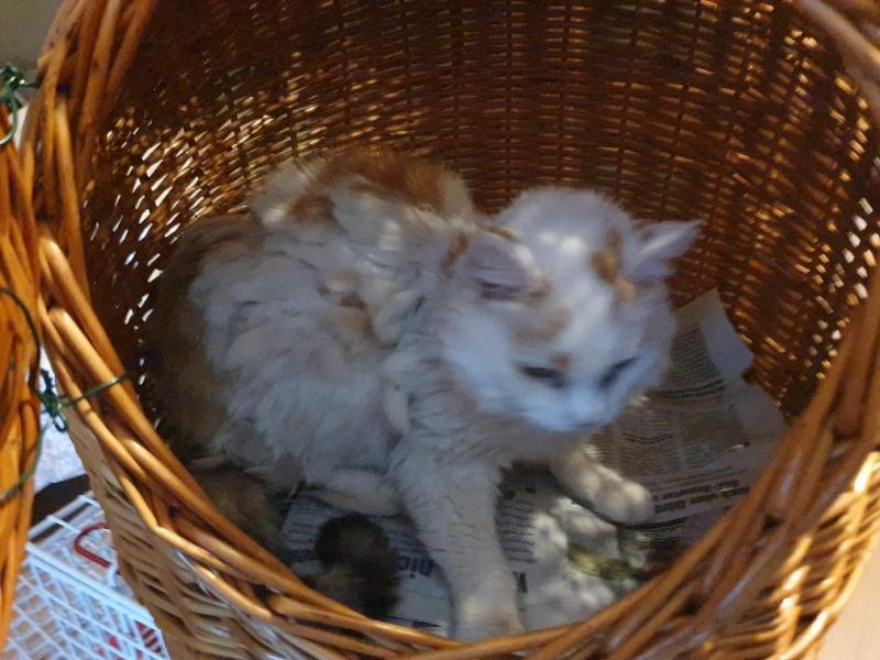 Europäische Hauskatze